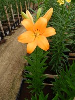 [4079 Ravello VH No01.JPG]